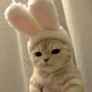 ✨sᴛᴜᴅʏ ᴍᴏᴛɪᴠᴀᴛɪᴏɴ✨