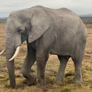 Два рюкзака и корзиночка. Путешествия