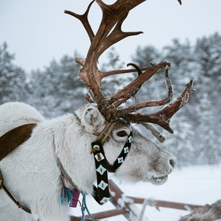 Путешествие на север