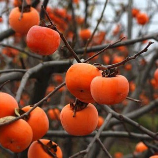 Мандрівник