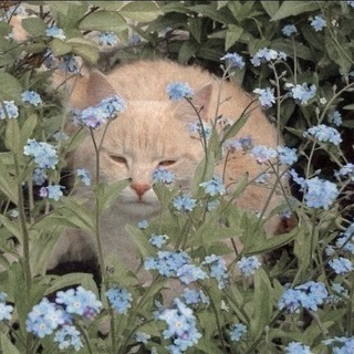 ˗ˏˋприют кошекˎˊ˗