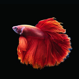 Аквариумистика ♓