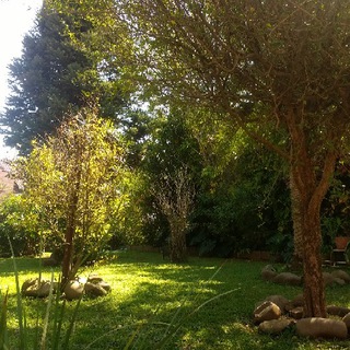 🌳 Nick's art gallery 🌳