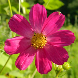 В гостях у Васи 🌹🌺🌻🌼🌷