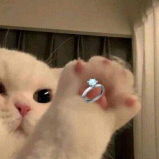 ~•Cat на ламенате•~