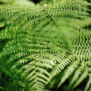 Вдохновение