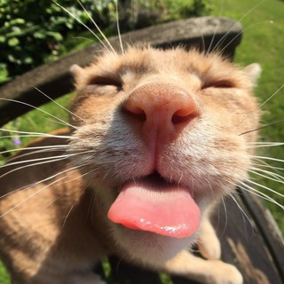 НЕ русский ТИК ТОК