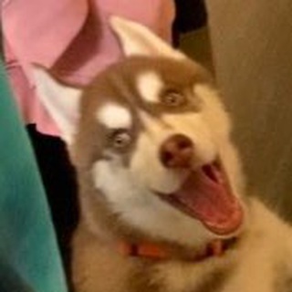 Какая ты псина сегодня