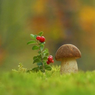 •°🍒Яᴦᴏдный ʍиᴩ🌿•°