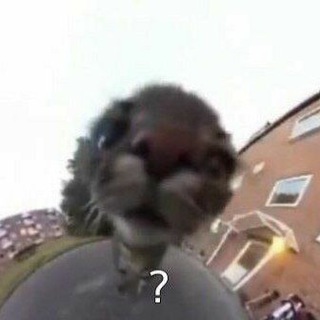 ето не мем ето bonk