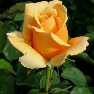 Рулетка поздравлений