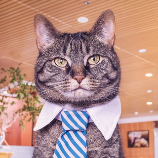 Мемы про продакшен и проекты