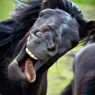 Юмор не надорви живот