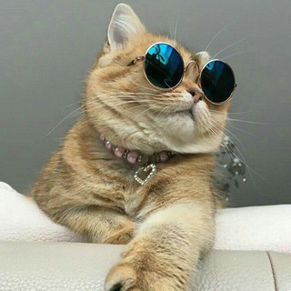 Ваше Котейшество🐱