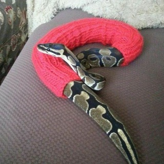 PythonДжем чат 🔞