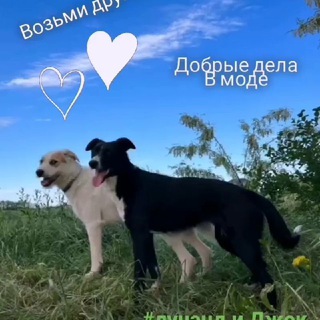 Ковчег Добра Западный обход Краснодар