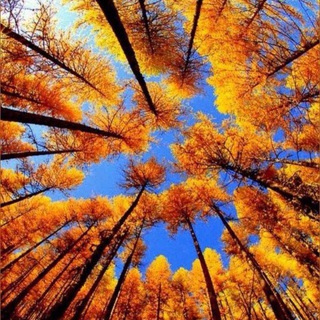 PR LINK CHAT Siberia