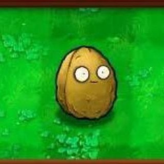 Орех танцует 10 часов в качестве 720 рублей