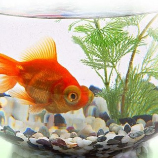 Аквариумный Чат