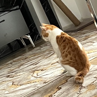 Банда адопта