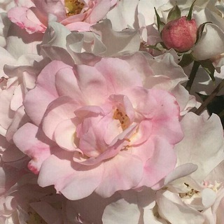 🌹𝙵𝚕𝚘𝚠𝚎𝚛 𝚅𝙿🌹