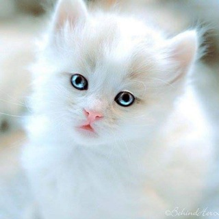 Пиар чат | чат для заработка | продвижение