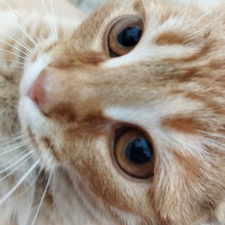 ВЗАИМНЫЕ ПОДПИСКИ, ПИАР, РЕКЛАМА