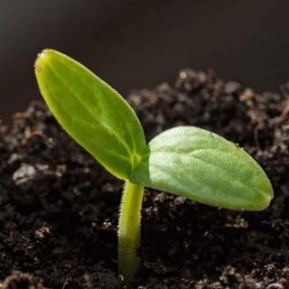 Садоводы и огородники Московской области