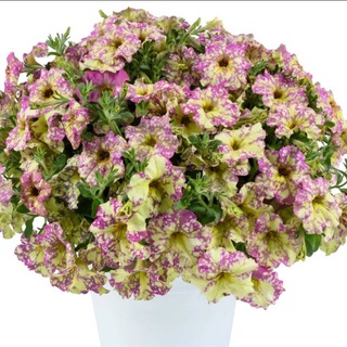 Садовые цветы. Вегетативная рассада