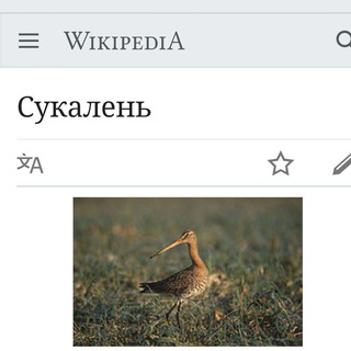 Артемка лайф