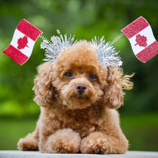 Pets to Canada
