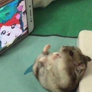 хом'ячки та котики Chat