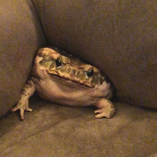 Держабабот