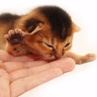 Питомник Асин