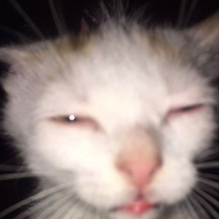 Шутилка Азиаточка🐾🤍