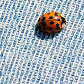 Дневник наблюдений 🇷🇺