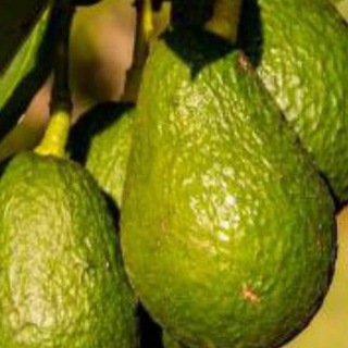 Авокадо - тот еще фрукт 🥑