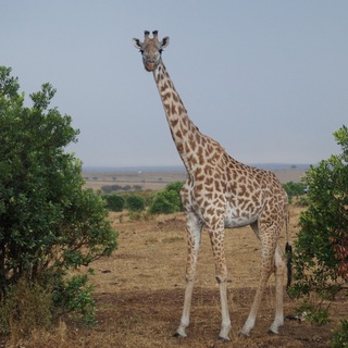 АВТОРСКАЯ ЭКСПЕДИЦИЯ В КЕНИЮ 