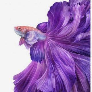 рыбец-молодец