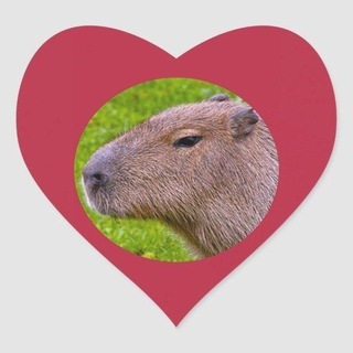 клуб любителей капибар