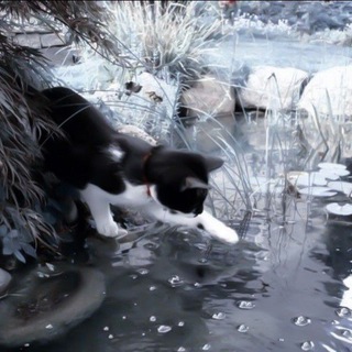 ягнёнок|ПЕРЕЕЗД!!!!!