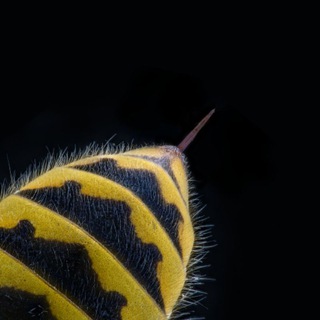 Башкирское жало