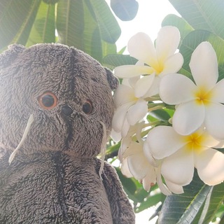 Basik Colombo travels