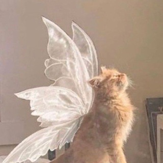 кошачий лес 🍃