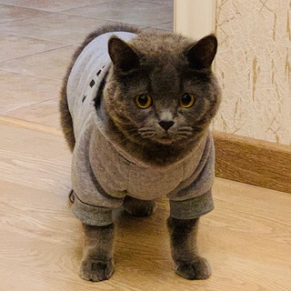 Хроники потреблятства