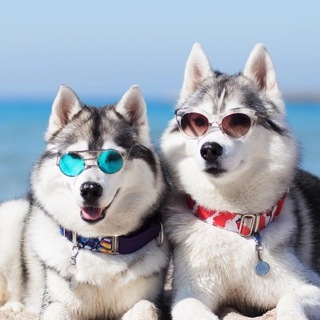 Братья хаски Бендер и Фрай