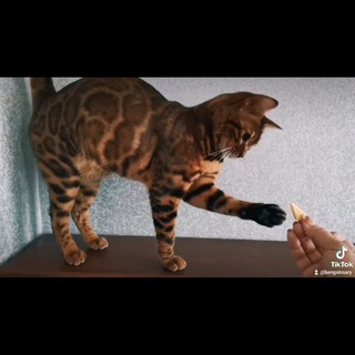 Кошка Бенгал и Компания