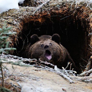 Берлога Бори