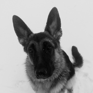 Собака. Она за бесправие.