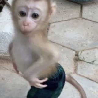 бибизяны пон